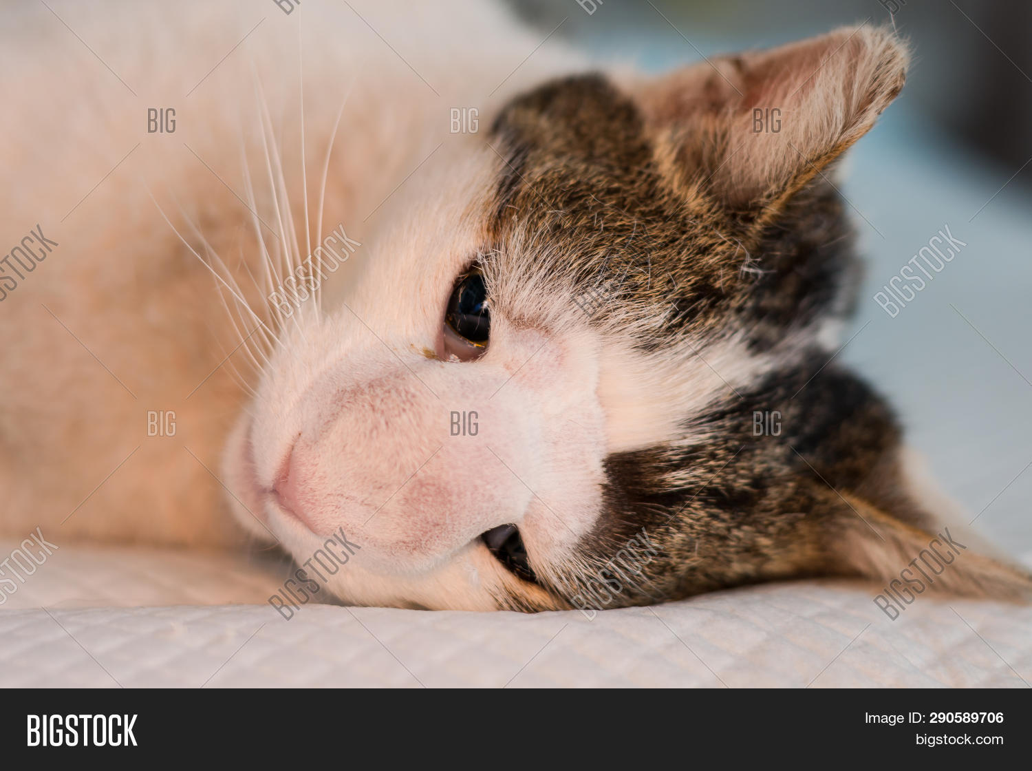 Cat Nasal Tumor Image & Photo (Free Trial) Bigstock