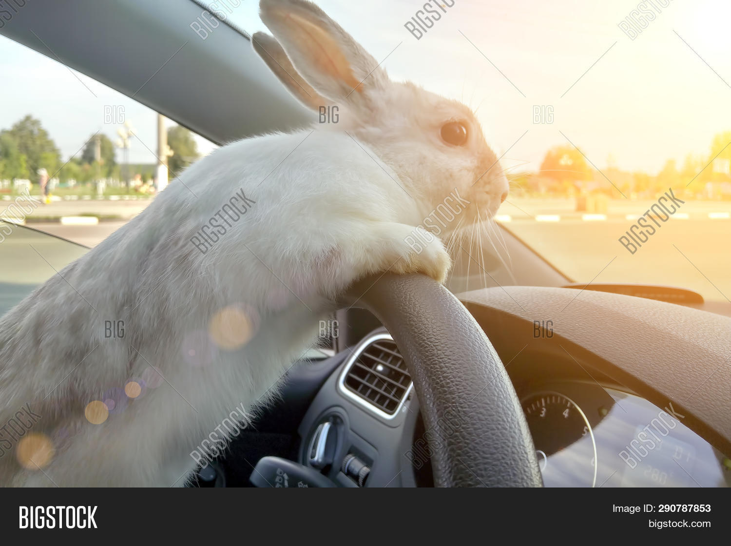 Rabbit Drives Car He Image Photo Free Trial Bigstock