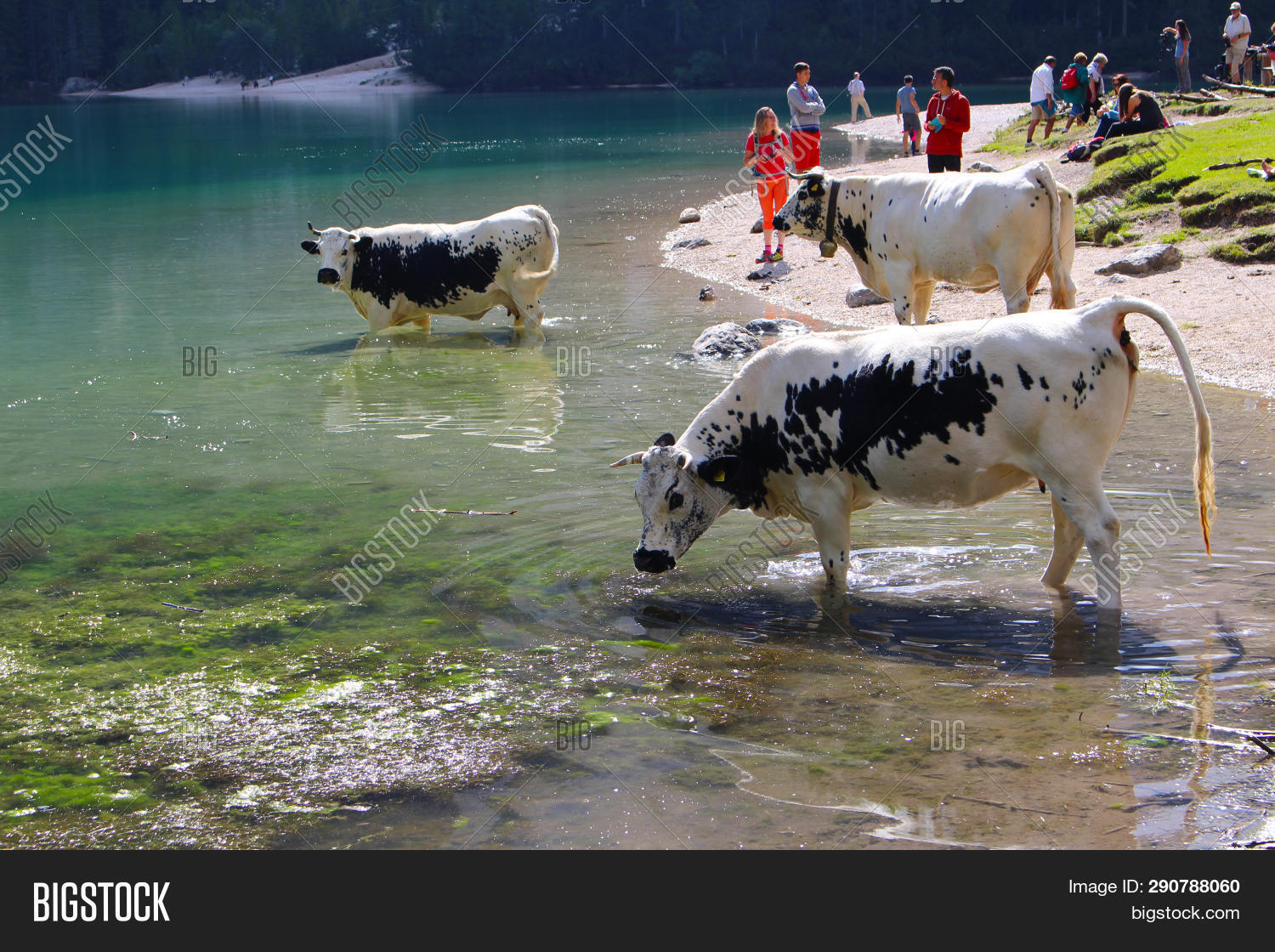 Cows Drinking Waters Image & Photo (Free Trial) Bigstock