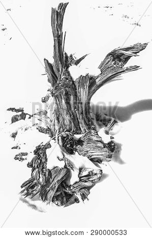 Dead Tree In The Snow In Manila, Utah