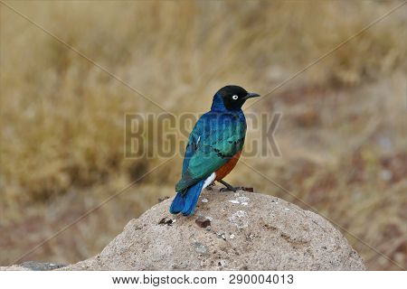 Colorful Superb Starling On The Rock, Amboseli, Kenya