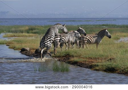 Zebras Crossing A River In The Lake Nakuru National Park, Kenya