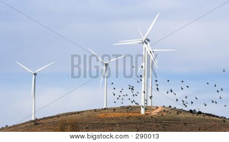 Molinosypajaros