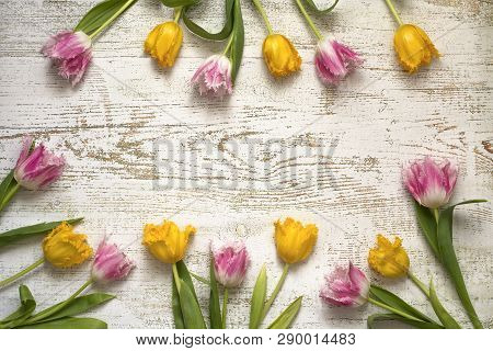 Top View Of Bright Beautiful Tulips On The White Wooden Background, Flat Lay.