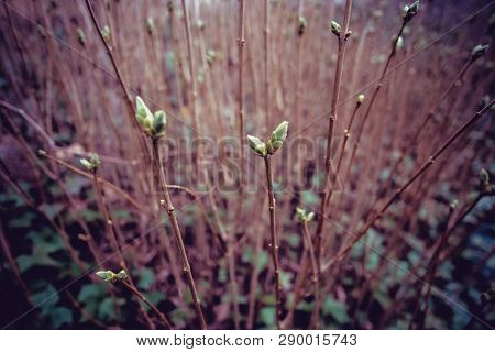 Pamplona Is A Nothern Spanish City Where You Can Find Vegetation Everywhere. Grass, Bushes And Trees