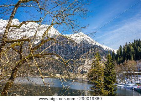 Trees Covered With Moss On The Shore Of The Mountain Lake Ritsa In The Caucasus Mountains In Abkhazi