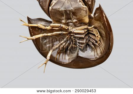 Closeup Photo Of Underside Of Horseshoe Crab With Legs And Claws