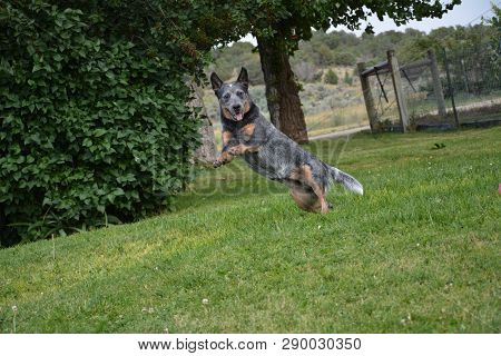 Australian Cattle Dog In Motion Waiting For Ball To Be Tossed