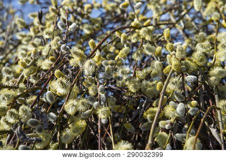 Close Up On Amentum And The Bee