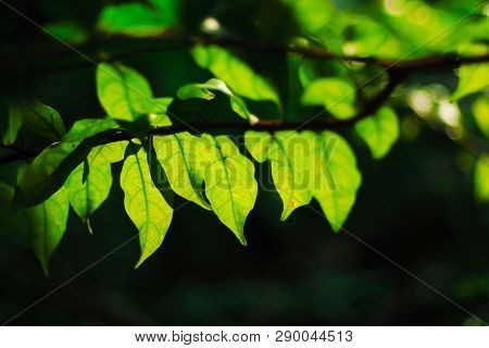 Close-up Shot Of Green Leaves Showing Its Freshness On Dark Background.