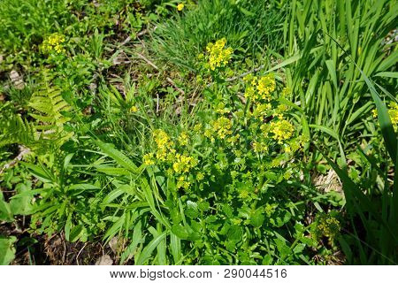 Bittercress (barbarea Vulgaris), Also Called Herb Barbara, Rocketcress, Yellow Rocketcress, Winter R