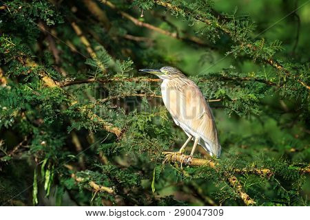 Squacco Heron, Ardeola ralloides, on an acacia tree at Lake Naisvasha, Kenya. This migrant wading bird winters in East Africa, and feeds on fish, frogs and insects around the lake. 