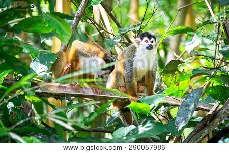 Central American Squirrel Monkey (saimiri Oerstedii) In Mangrove Trees Near Sierpe, Costa Rica.