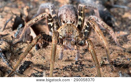 Wolf Spider (family Lycosidae), Osa Peninsula, Costa Rica.