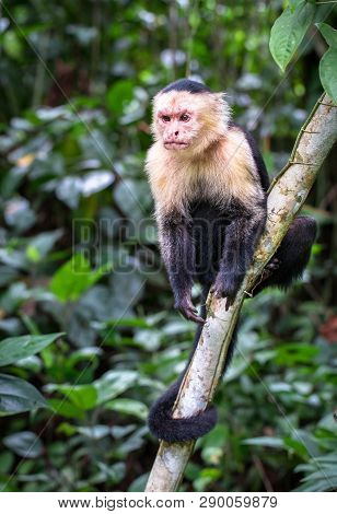 Panamanian White-faced Capuchin (cebus Imitator) In Cahuita National Park, Costa Rica.