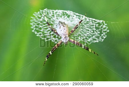 Argiope Spider (argiope Sp.), Cahuita National Park, Costa Rica.
