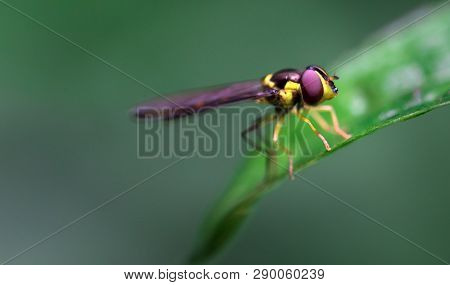 Hoverfly In The Tapanti-macizo Cerro De La Muerte National Park, Costa Rica.