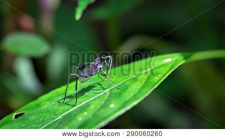 Large Black Wasp With A Cup-like Appendage On Its Abdomen In The Tapanti-macizo Cerro De La Muerte N