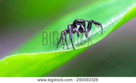 Jumping Spider In The Tapanti-macizo Cerro De La Muerte National Park, Costa Rica.