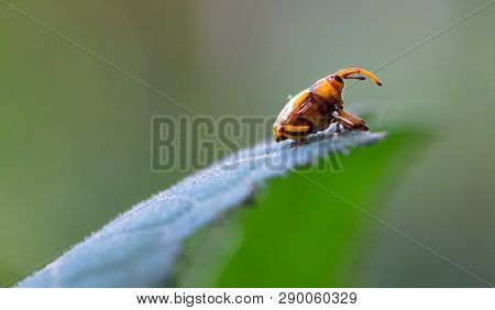 Weevil In The Tapanti-macizo Cerro De La Muerte National Park