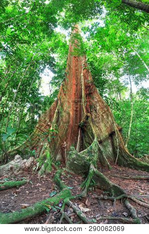 Tree Enormous Buttress Image & Photo (Free Trial) | Bigstock