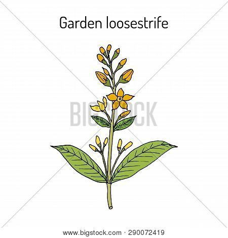 Yellow Or Garden Loosestrife Lysimachia Vulgaris , Medicinal Plant. Hand Drawn Botanical Vector Illu