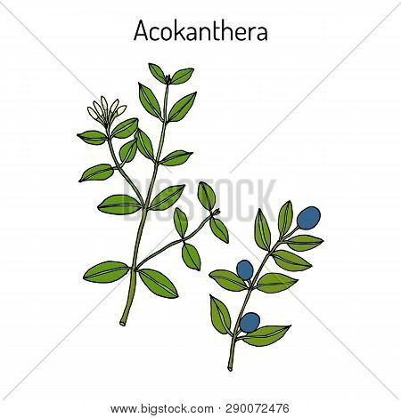 Acokanthera Schimperi Medicinal Plant. Hand Drawn Botanical Vector Illustration