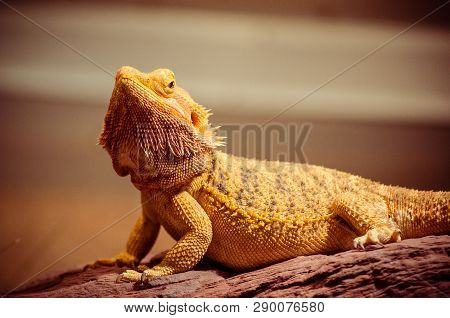 Bearded Dragon Shot At Wilhelma Zoo In Stuttgart, Germany Under A Stunning Gold Light.