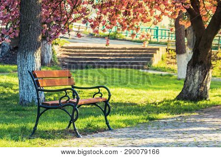 Bench In The City Park Among Pink Cherry Blossom. Beautiful Urban Scenery In Springtime. Paved Walki