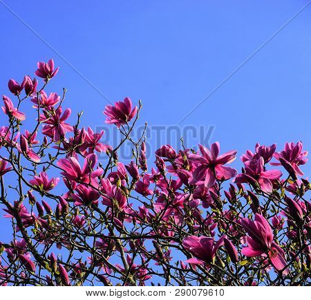Incredible Beautiful Magnolia Flowers On Blue Background.