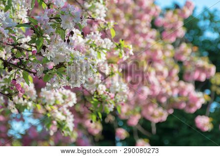 Branches Of Apple Quince Tree In Blossom. Blooming Garden On The Blurred Background. Sunny Springtim