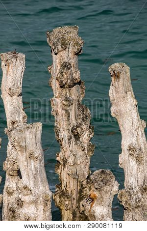 Big Breakwater, 3000 Trunks To Defend The City From The Tides, Plage De L Eventail Beach In Saint-ma