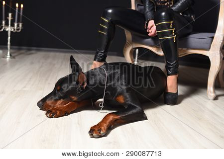 Beautiful Young Doberman Lies On A Laminate Floor Next To Womens Legs In Leather Pants. Doberman And