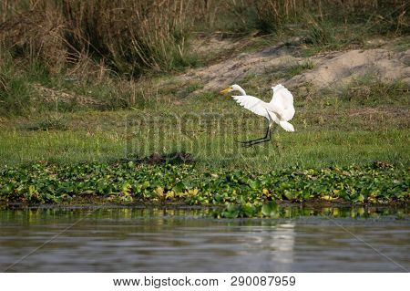 Intermediate Egret Or The Ardea Intermedia