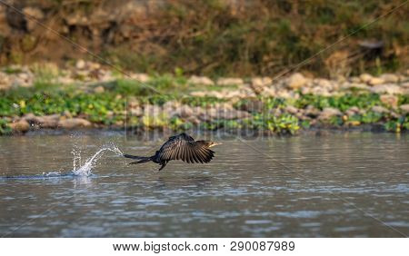 Little Cormorant Or Microcarbo Niger Flying Over River