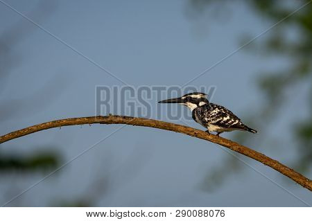 Pied Kingfisher Or Ceryle Rudis Sitting On Branch