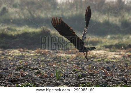 Red-naped Ibis Or The Pseudibis Papillosa