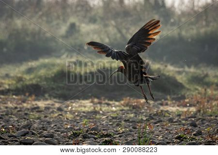 Red-naped Ibis Or The Pseudibis Papillosa