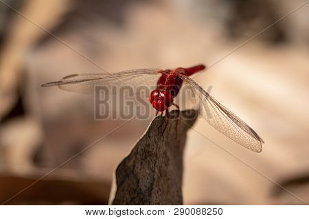 Red-veined Darter The Nomad Or Sympetrum Fonscolombii