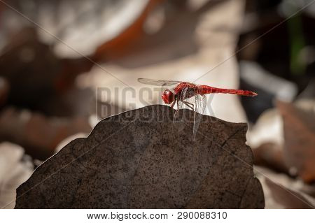 Red-veined Darter The Nomad Or Sympetrum Fonscolombii