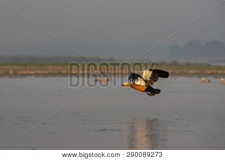 Ruddy Shelduck Or Tadorna Ferruginea Flying Over Water