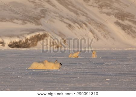 Young Polar Bear, Ursus Maritimus, Lying Down Rolling Over On The Ice, Mother And Siebling In The Ba