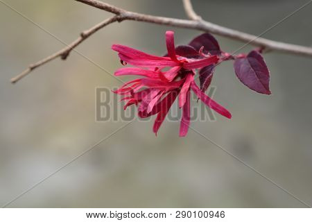 Chinese Fringe Flower Ever Red - Latin Name - Loropetalum Chinense Ever Red (loropetalum Chinense Ch