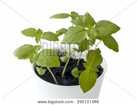 Basil (ocimum Basilicum), Great Basil Or Saint Josephs-wort, Is A Culinary Herb Of The Family Lamiac