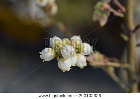 Highbush Blueberry - Latin Name - Vaccinium Corymbosum Blueray