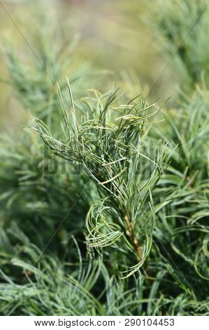 White Pine Green Curls - Latin Name - Pinus Strobus Green Curls