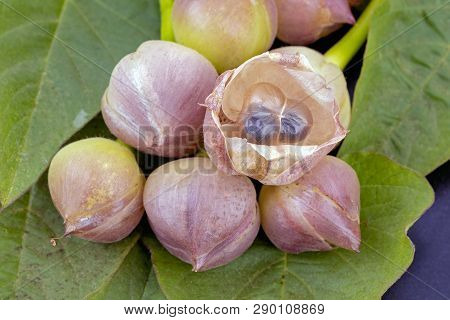 Flower Of Thai Convolvulaceae - Scientific Name Is (merrernia. Umbellata Haller F.)