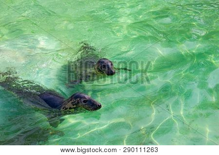Baltic Grey Seals (halichoerus Grypus Macrorhynchus) In The Green Water In A Pool.