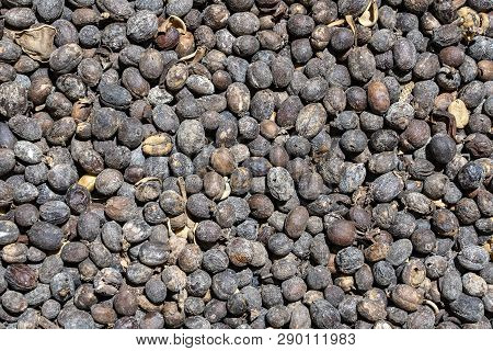 Luwak Coffee, Unclean Coffee Beans, Closeup. Kopi Luwak Is Coffee That Includes Part-digested Coffee