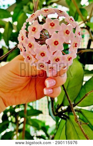 Little Pink Beautiful Flowers That Holds The Hand